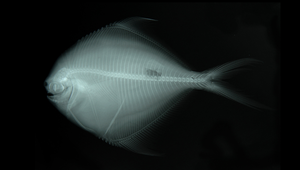 Pampus echinogaster (鐮鯧)縮圖