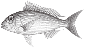 Pristipomoides multidens (黃吻姬鯛)縮圖