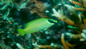 Siganus puellus (眼帶臭肚魚)縮圖