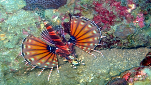 Dendrochirus zebra (斑馬短鰭簑鮋)縮圖