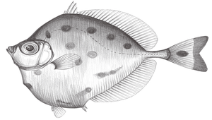 Xenolepidichthys dalgleishi (異菱的鯛)-資源代表圖