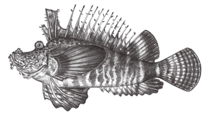 Inimicus didactylus (雙指鬼鮋)-資源代表圖