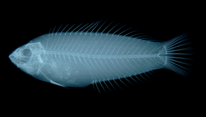Halichoeres argus (珠光海豬魚)縮圖