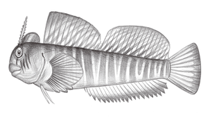 Praealticus tanegasimae (種子島矮冠鳚)縮圖