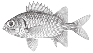 Myripristis chryseres (黃鰭鋸鱗魚)縮圖