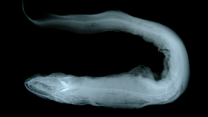 Coloconger raniceps (蛙頭短糯鰻)縮圖