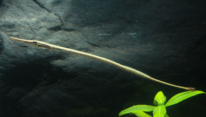 Microphis brachyurus brachyurus (短尾腹囊海龍)-資源代表圖