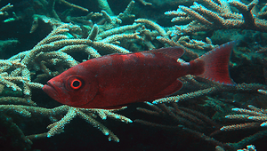 Priacanthus hamrur (寶石大眼鯛)縮圖