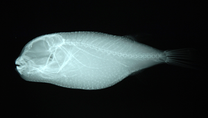 Tylerius spinosissimus (長刺泰氏魨)-資源代表圖