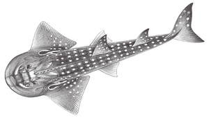 Rhina ancylostoma (波口鱟頭鱝)縮圖