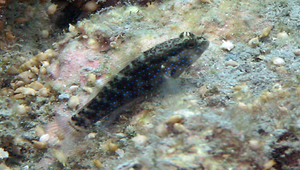 Asterropteryx semipunctata (半斑星塘鱧)縮圖