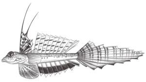 Calliurichthys japonicus (日本美尾䲗)縮圖