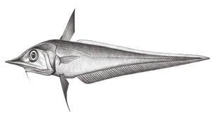Coelorinchus leptorhinus (窄吻腔吻鱈)縮圖