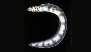 Ariosoma fasciatum (條紋錐體糯鰻)縮圖