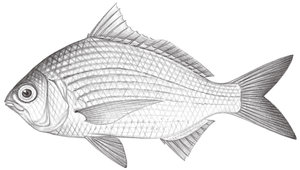 Gerres erythrourus (短鑽嘴魚)