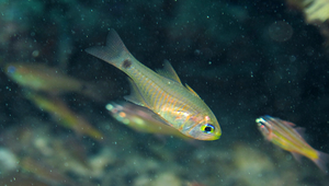 Taeniamia macroptera (真帶天竺鯛)