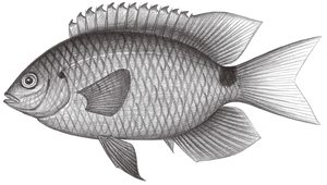 Pomacentrus tripunctatus (三斑雀鯛)