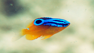 Pomacentrus grammorhynchus (藍點雀鯛)縮圖