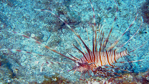 Pterois volitans (魔鬼簑鮋)