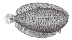 Liachirus melanospilos (黑斑圓鱗鰨)縮圖
