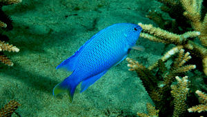 Pomacentrus pavo (青玉雀鯛)