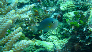 Chromis vanderbilti (凡氏光鰓雀鯛)-資源代表圖