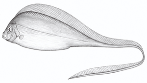 Desmodema polystictum (多斑扇尾魚)縮圖
