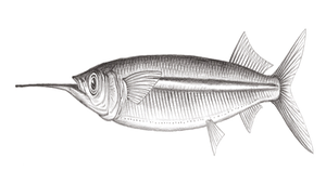 Hemiramphus lutkei (南洋鱵)縮圖