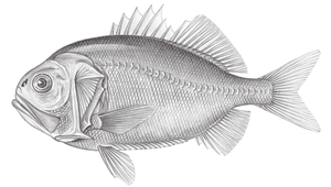 Gephyroberyx darwinii (達氏橋燧鯛)-資源代表圖
