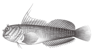 Cirripectes quagga (斑頸鬚鳚)-資源代表圖