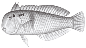 Iniistius pentadactylus (五指項鰭魚)縮圖