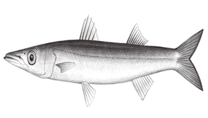 Sphyraena japonica (日本金梭魚)