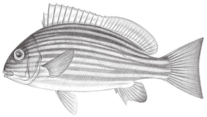 Plectorhinchus chrysotaenia (黃紋胡椒鯛)縮圖