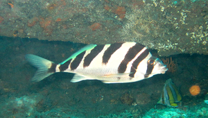 Cheilodactylus quadricornis (四角唇指)縮圖