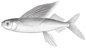 Cypselurus naresii (納氏斑鰭飛魚)