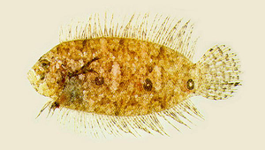 Samariscus triocellatus (三斑沙鰈)
