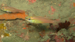 Ostorhinchus apogonoides (短齒鸚天竺鯛)