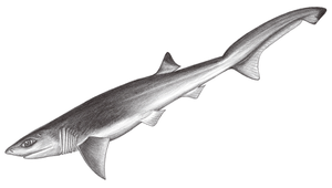 Heptranchias perlo (尖頭七鰓鯊)縮圖