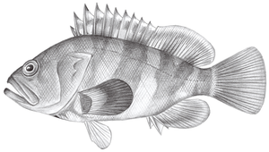 Epinephelus rivulatus (霜點石斑魚)縮圖