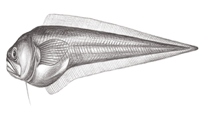 Pyramodon ventralis (纖尾錐齒隱魚)-資源代表圖
