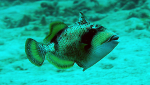Balistoides viridescens (褐擬鱗魨)-資源代表圖
