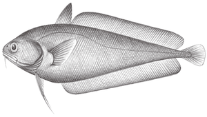 Physiculus japonicus (日本小褐鱈)縮圖