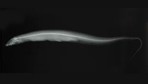 Polyacanthonotus challengeri (白令海多刺背棘魚)縮圖