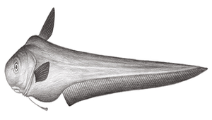 Ateleopus japonicus (日本軟腕魚)縮圖