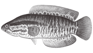 Channa maculata (斑鱧)-資源代表圖