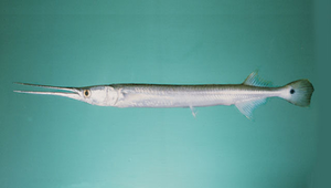 Strongylura strongylura (尾斑圓尾鶴鱵)-資源代表圖