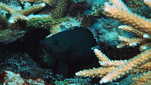 Epibulus insidiator (伸口魚)-資源代表圖
