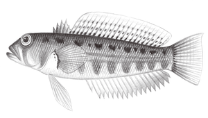Parapercis kentingensis (墾丁擬鱸)-資源代表圖