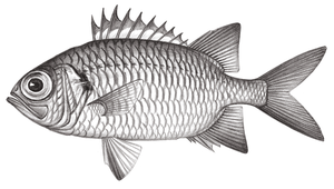 Myripristis formosa (臺灣鋸鱗魚)