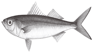 Erythrocles schlegelii (史氏紅諧魚)縮圖